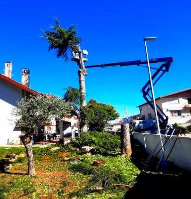 taglio-albero